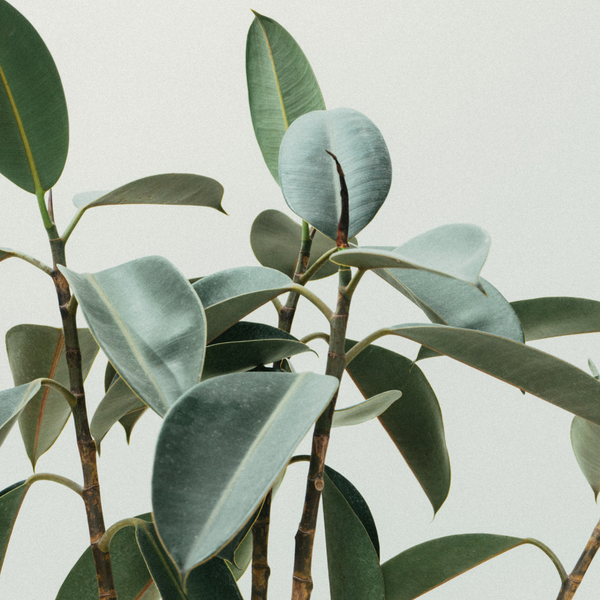 Eucalyptus