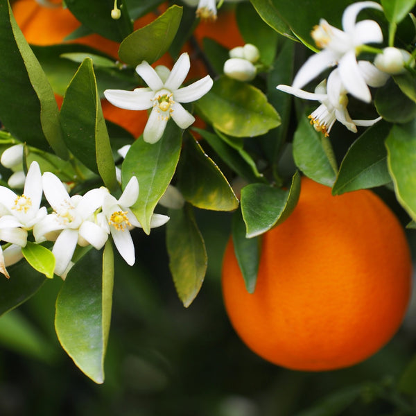 Orange Blossom