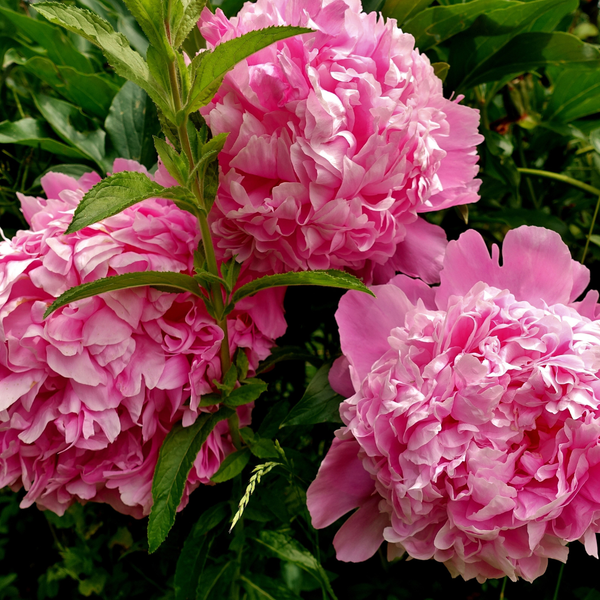 Peony