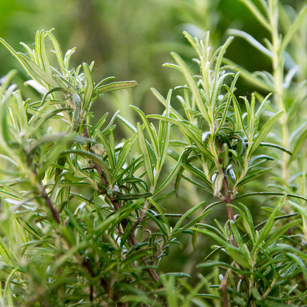 Rosemary