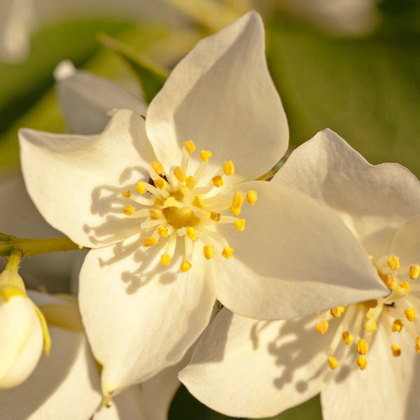 Jasmine